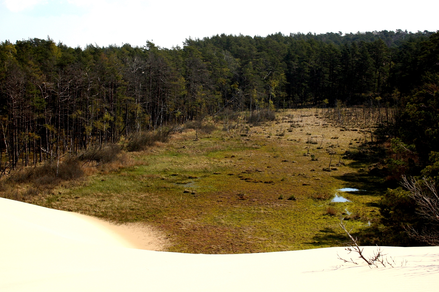 Peatbog buried by dune